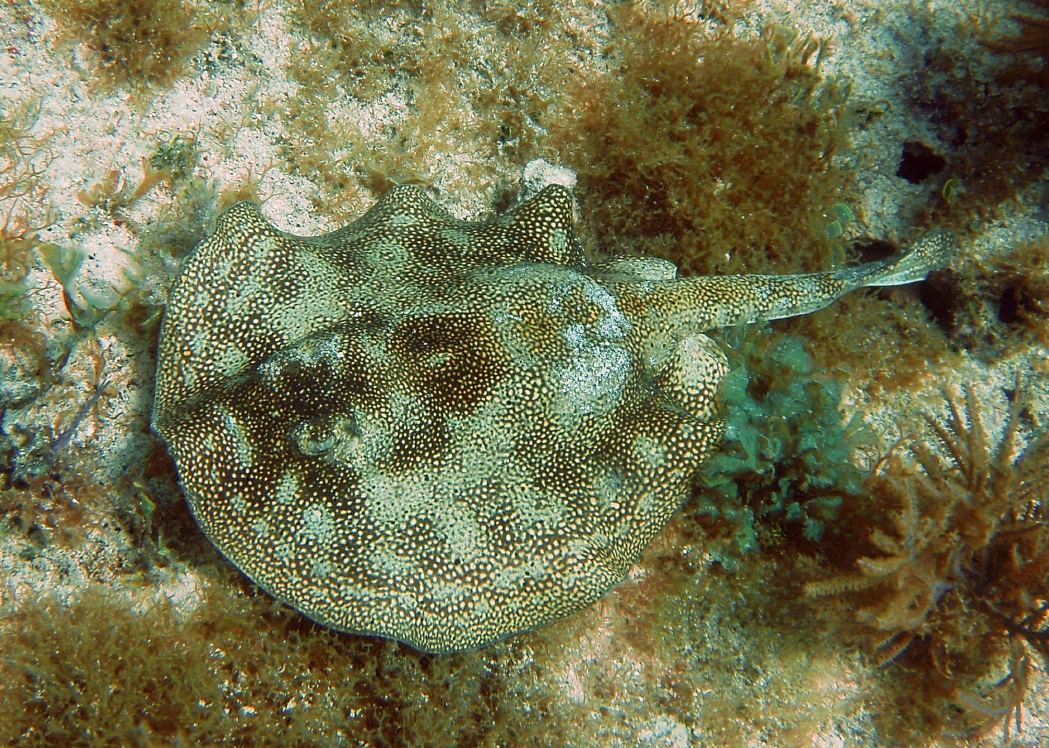 Urolophus jamaicensis